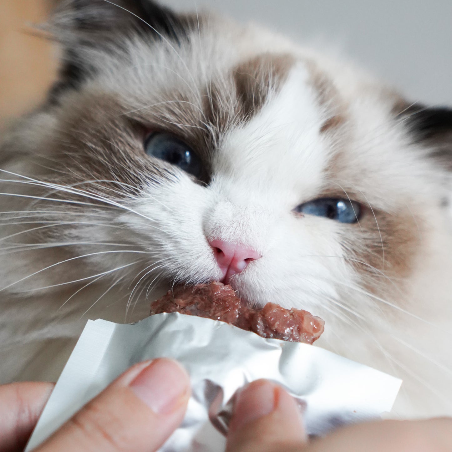 Artisan Roast Wild Boar – 100% Wild Protein for Pets