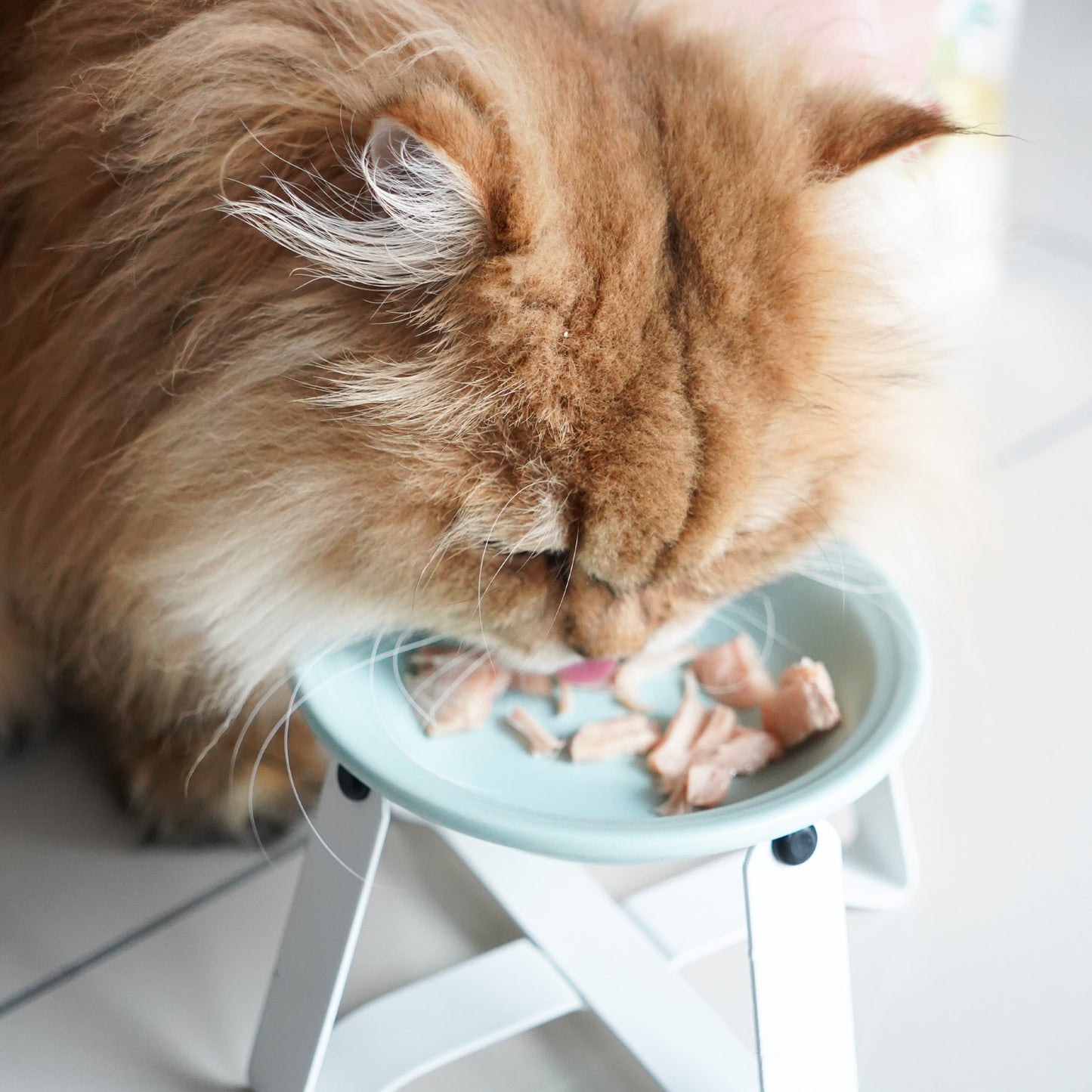 Artisan Roast Pork – Slow-Roasted Protein for Dogs & Cats